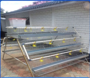 quail cages egg incubators Gauteng South Africa SA
